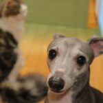 犬猫が殺処分されてしまうのはなぜか。現状と私たちにできること