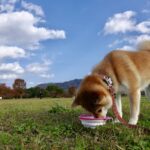 柴犬に向いているドッグフードはある?選び方3つのポイントを解説