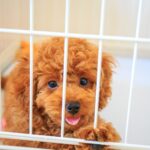 子犬のトイレはどうする?犬を家に迎えたらやるべきこと