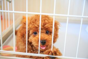 子犬のトイレはどうする?犬を家に迎えたらやるべきこと