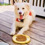 愛犬が餌を食べないときはどんなとき?気になる5つの原因と対処法