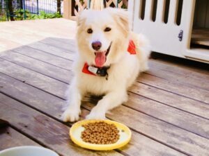 愛犬が餌を食べないときはどんなとき?気になる5つの原因と対処法