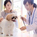 犬と猫、病院代はどれぐらいかかる? 通院する3つのメリットを解説