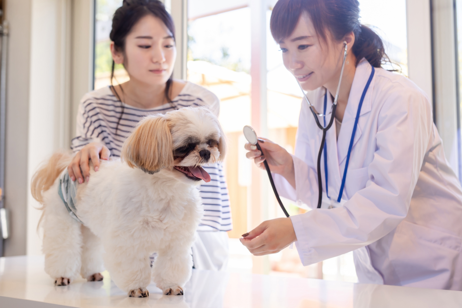犬と猫、病院代はどれぐらいかかる？ 通院する3つのメリットを解説