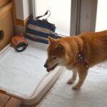 犬がちゃんとトイレをしてくれない?犬を飼い始めたらやるべきこと