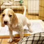 犬のトイレのしつけとは?トイレに失敗したときの対応方法