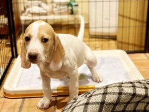 犬のトイレのしつけとは?トイレに失敗したときの対応方法