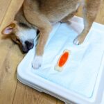犬のトイレのはみ出しどう防ぐ？ 3つの対策方法をご紹介