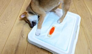 犬のトイレのはみ出しどう防ぐ？ 3つの対策方法をご紹介