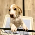 犬のトイレトレーニング！ しつけのコツをご紹介！