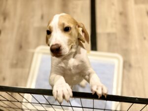 犬のトイレトレーニング! しつけのコツをご紹介!