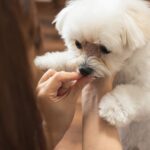 犬アレルギーの症状、対処法について解説!