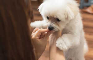 犬アレルギーの症状、対処法について解説!
