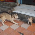 犬と猫が喧嘩を始めた! 対処法と普段からの対策を解説