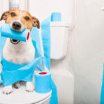 犬のトイレに囲いは必要? 囲いのあるおすすめトイレを紹介