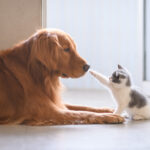 犬猫のかわいい癒し動画のおすすめ。人気のチャンネルをご紹介!