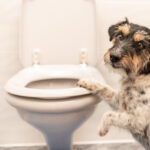 愛犬のトレーニングはどうする? 家でできる2つのトレーニング