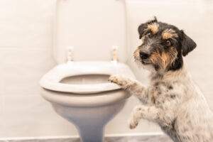 愛犬のトレーニングはどうする? 家でできる2つのトレーニング