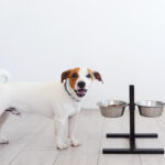犬の餌をのせる台の選び方3選!愛犬の食事を快適に