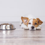 犬が何日もご飯を食べない…どうして!?〜原因と対処法をご紹介〜