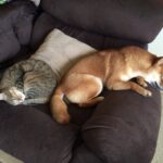 柴犬と猫の相性は? 柴犬と猫が上手く暮らしていける3つのポイント