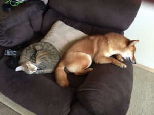 柴犬と猫の相性は? 柴犬と猫が上手く暮らしていける3つのポイント