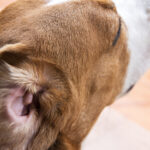 犬の耳が赤い時の3つのチェックポイント。こんな時は不調のサイン!