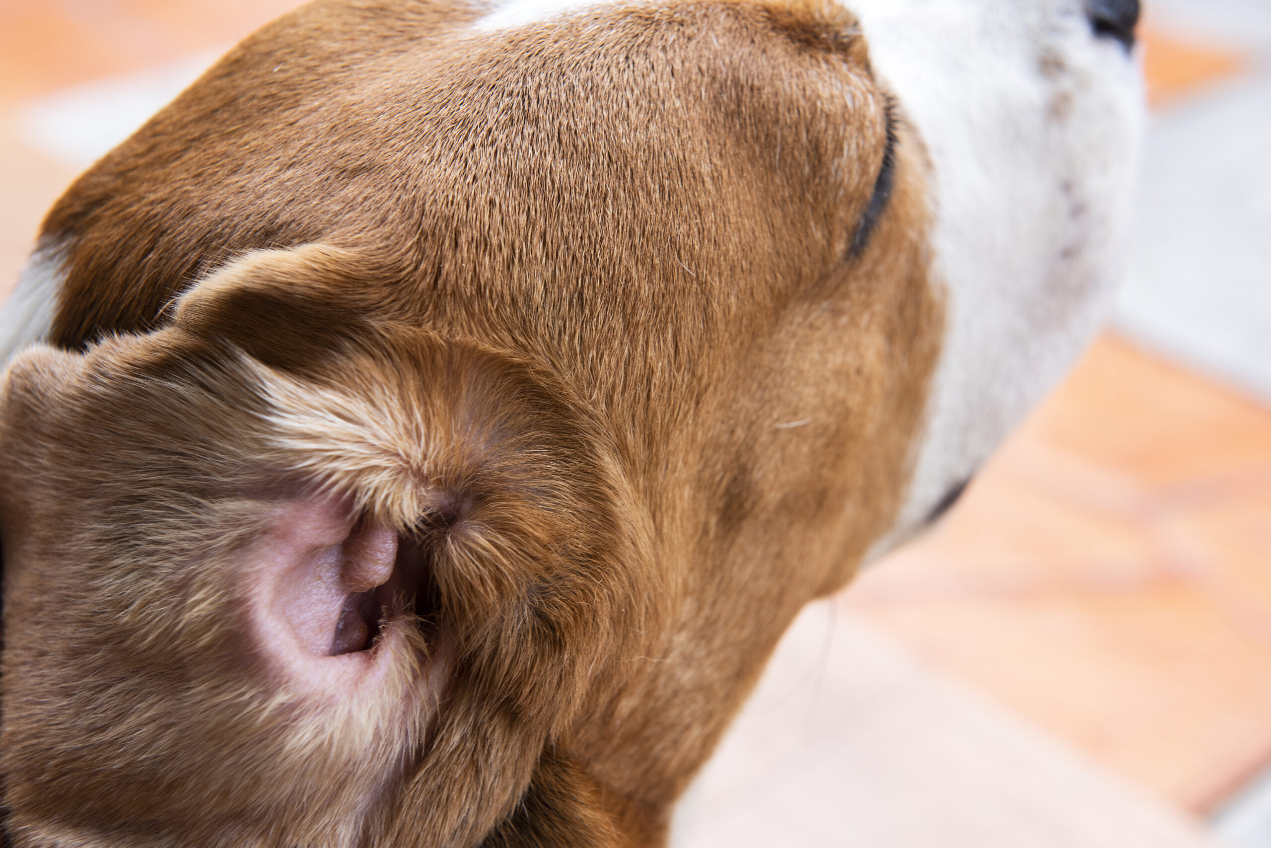 犬の耳が赤い時の3つのチェックポイント。こんな時は不調のサイン！