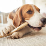 犬は骨を食べてもよい? 与えてはいけないと言われる理由と正しい食べさせ方を解説