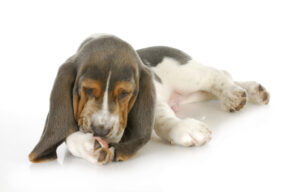 【犬のアレルギー】犬にもアレルギーがある? 安心な食べ物について解説!