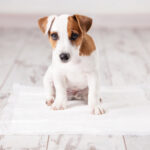 犬のトイレのトレイの選び方。トレイを選ぶときの5つの注意点