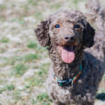 犬の避妊手術は必要? 術後性格が変わるってホント?