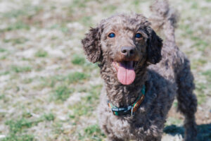 犬の避妊手術は必要？ 術後性格が変わるってホント？