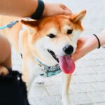 【柴犬好き必見】柴犬はなぜかわいい? かわいいポイントまとめ