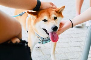 【柴犬好き必見】柴犬はなぜかわいい? かわいいポイントまとめ