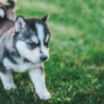 子犬がかわいいのはなぜ? 犬種ごとの子犬一覧