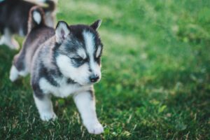子犬がかわいいのはなぜ? 犬種ごとの子犬一覧