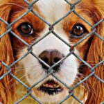 犬猫のための保護ネットワークとは? どんな活動をしているのか?