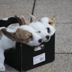 犬が寝言をいう3つの理由。寝言で犬の状態を把握
