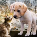 犬と猫の習性。あなたにぴったりなペットはどっち?