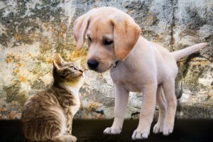 犬と猫の習性。あなたにぴったりなペットはどっち?