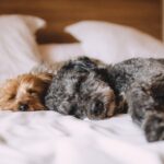犬の耳ダニ、家で直したい!犬の耳ダニについて。