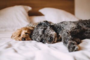 犬の耳ダニ、家で直したい!犬の耳ダニについて。