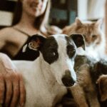 犬猫の譲渡会。誰でも引き取れるの?譲渡会に参加する前の心構え