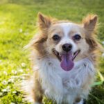 雑種犬がかわいいのはなぜ? かわいい雑種犬の一覧