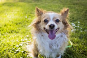 雑種犬がかわいいのはなぜ? かわいい雑種犬の一覧