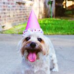失敗しない! 犬のヘアカット。自分でできる完全ガイド