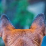 犬のマラセチア外耳炎。かかると犬の耳はどうなる?