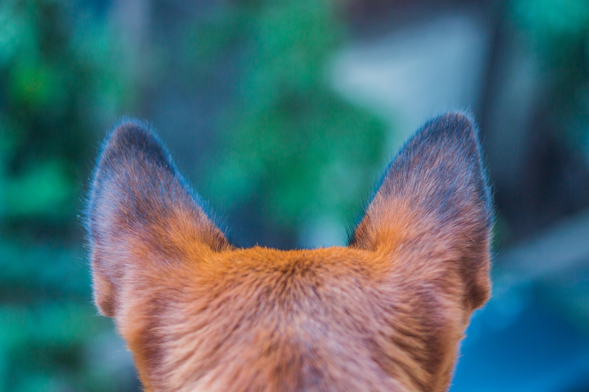 犬のマラセチア外耳炎。かかると犬の耳はどうなる？