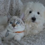 犬と猫は仲良しになれる? 一緒に暮らすための3つのポイント